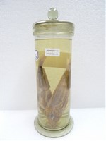 藏品(琉球角魚)的圖片